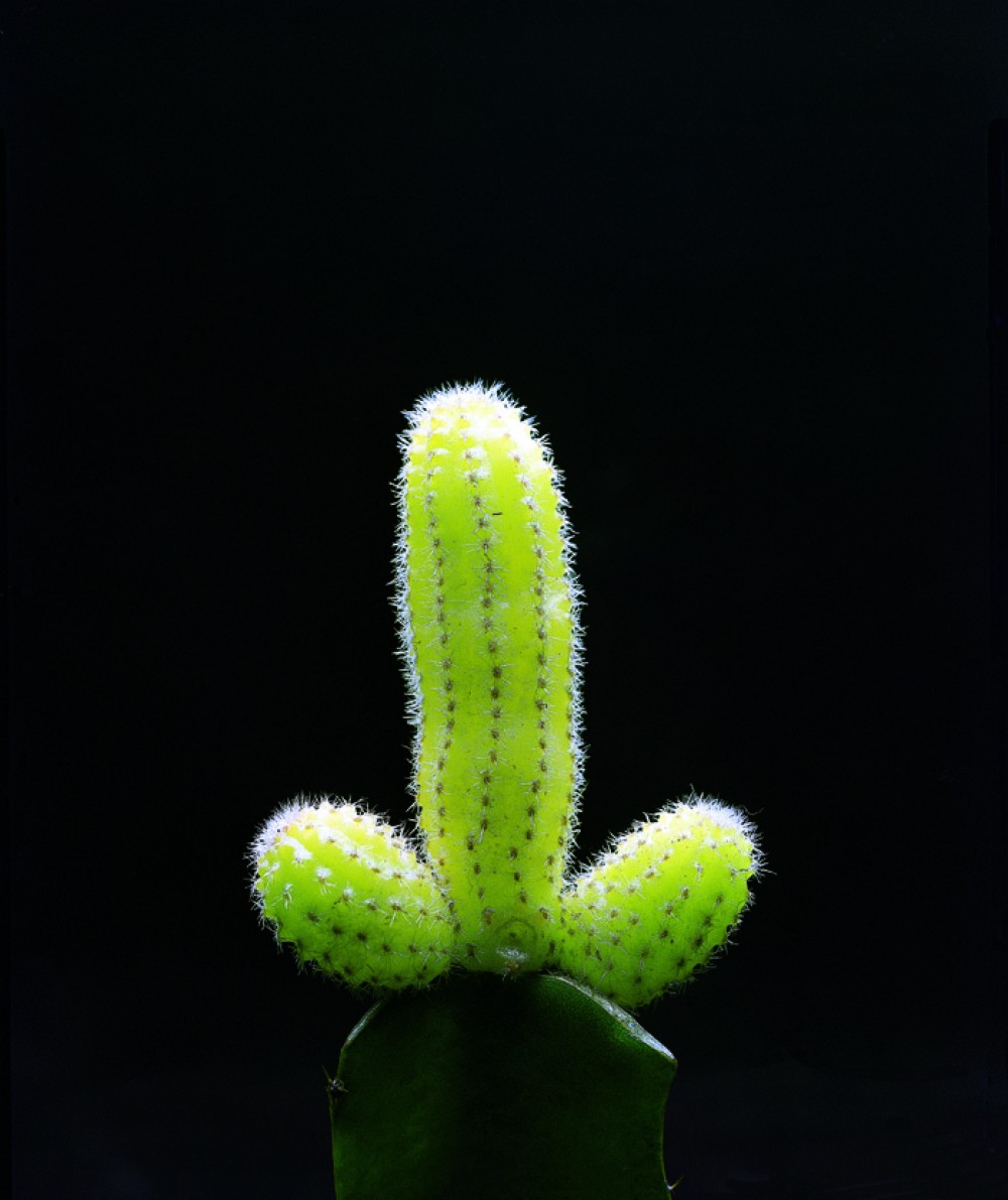 Cactus