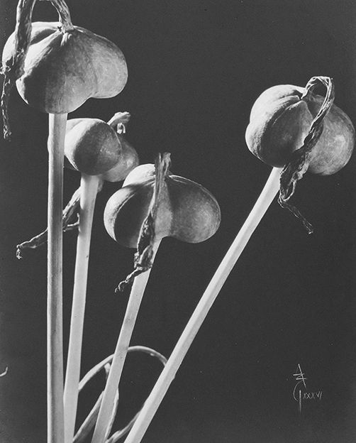 Flia. Amarilidaceas, frutos