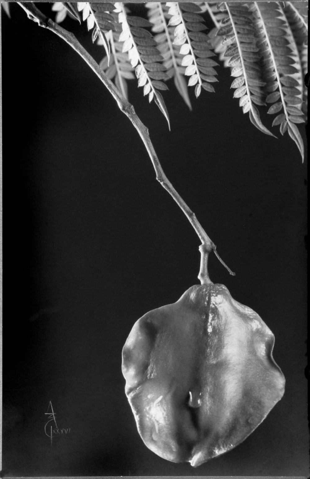 Jacarandá mimosifolia jacarandá