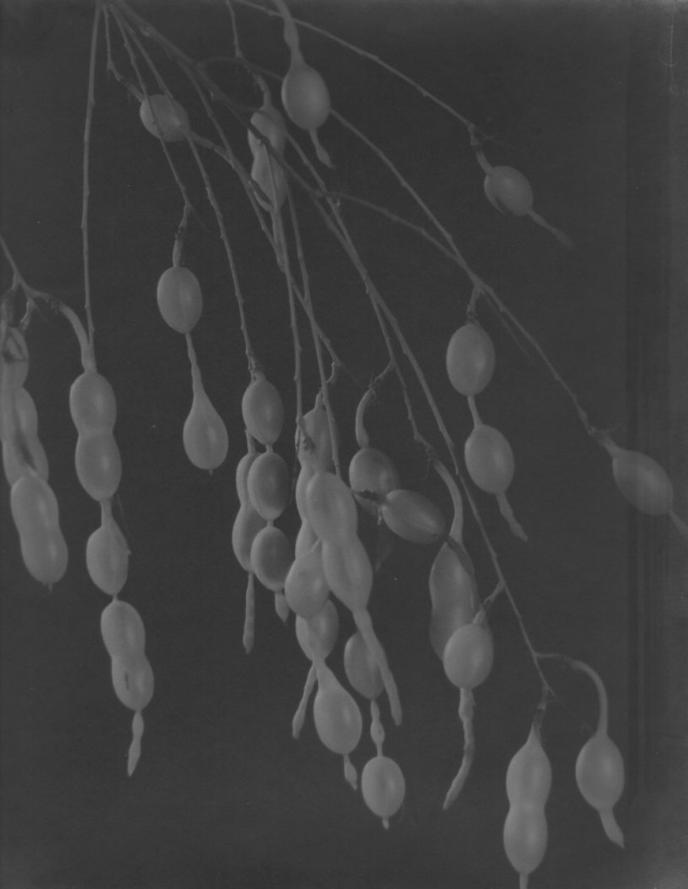 Sophora japonica