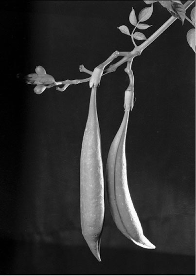 Campsis radicans, Trompeta de venus, fru