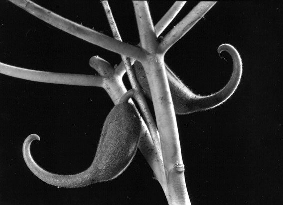 Ibecella Iutea cuerno del diablo, fruto