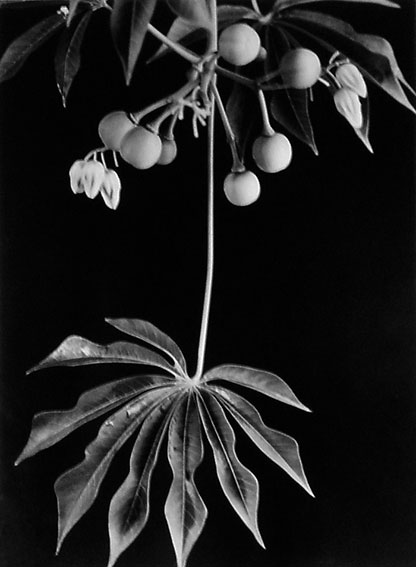 Manihot grahamii,  Falso cafeto, frutos 