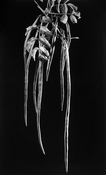 Podranea ricasoliana, fruto, Dama del mo