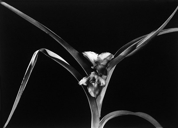 Tradescantia virginiana, Flor de Santa L