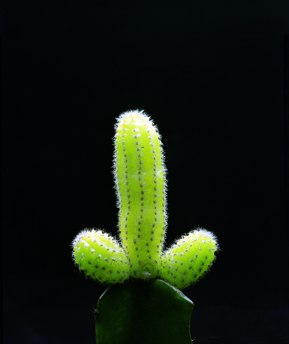 Sin título, de la serie Flores