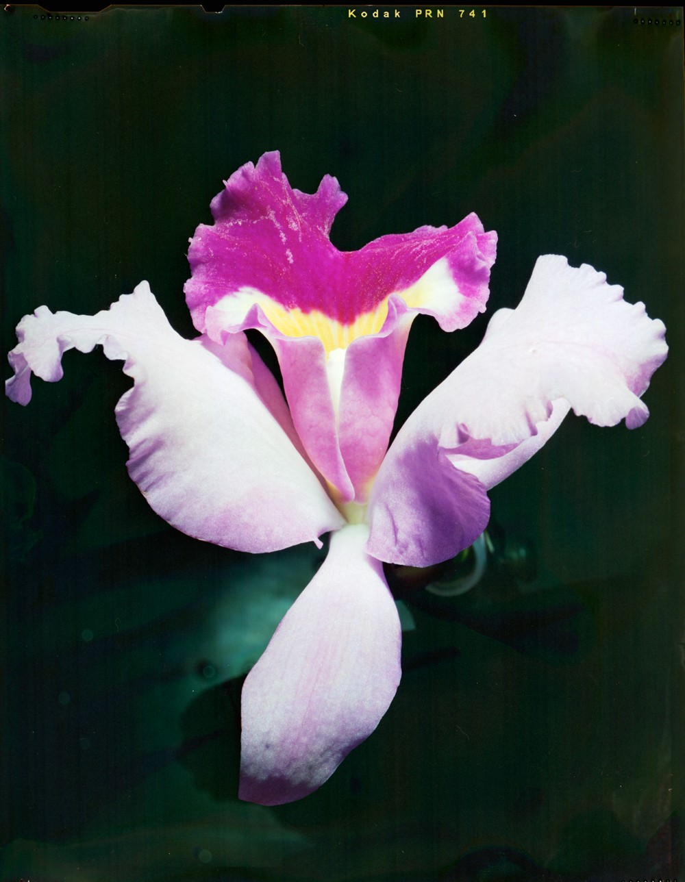 Sin titulo, de la serie Flores